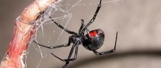 Черная-вдова-паук-Образ-жизни-и-среда-обитания-черной-вдовы-1