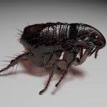black fleas in the apartment