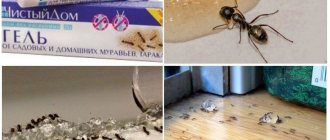 Clean house application against ants
