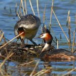 grebe in the nest