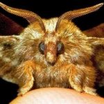 What to do if there are moths in your fur coat