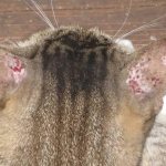 What to do if you are allergic to flea bites in cats
