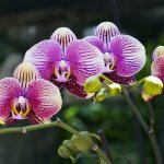 What to do with white bloom on orchids