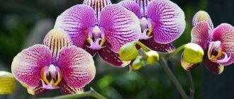Что делать с белым налетом на орхидеях