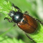 What do cockchafers eat?