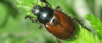 What do cockchafers eat?