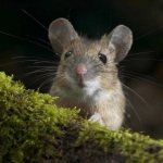 What do mice eat and what do they eat at home?