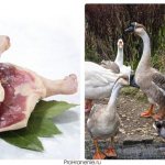 Что считается красным мясом мясо утки гуся