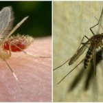 Что такое комар и чем он отличается от комара