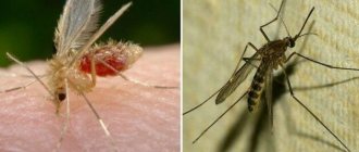 What is a mosquito and how is it different from a mosquito?