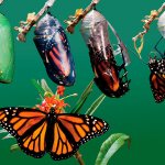 What is metamorphosis and why is it needed?