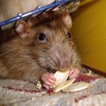 What are rat and mouse repellers?