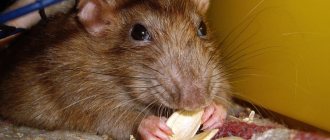 Что такое отпугиватели крыс и мышей?