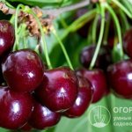 «Чудо-вишня» приносит обильные урожаи крупных, очень привлекательных и вкусных плодов