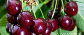 «Чудо-вишня» приносит обильные урожаи крупных, очень привлекательных и вкусных плодов