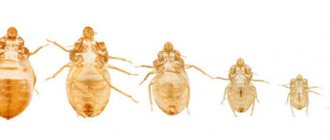 Bedbug larval development cycle