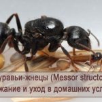 Keeping and caring for harvester ants (Messor structor) at home