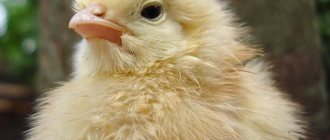 chicken without incubator