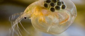 Daphnia in the aquarium