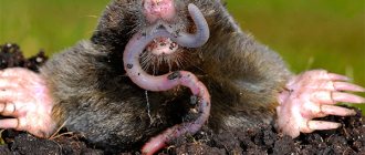 Not everyone knows what moles actually eat, sometimes even believing that these animals eat potatoes and carrots in their gardens...