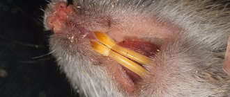 Let&#39;s figure out why rat bites can be dangerous for people and pets, and what to do if you do get bitten...