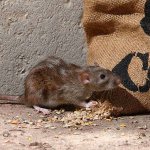 Let&#39;s figure out how gray rats (pasyuki) managed to become one of the most numerous mammals on the planet.