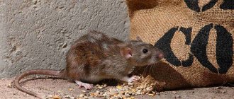 Давайте разберемся, как серым крысам (пасюкам) удалось стать одними из самых многочисленных млекопитающих на планете.