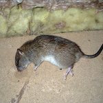 Давайте выясним, чем лучше травить крыс и мышей у себя дома и какие важные моменты следует учитывать при выборе того или иного средства...