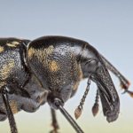 Weevils in the apartment kitchen: how to get rid of them, rating of the best chemicals