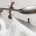 Домашние муравьи: как избавиться от них?