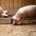 Domestic pigs can provide their owner with high-quality meat products and become a profitable business
