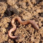 What do earthworms eat?