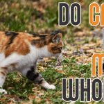 Едят ли кошки мышей целиком?
