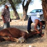 Effective methods of slaughtering cows, calves and bulls 11
