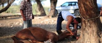 Effective methods of slaughtering cows, calves and bulls 11