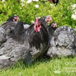 The spectacular appearance and endurance of Cochin chickens are highly valued by poultry farmers and breeders around the world.
