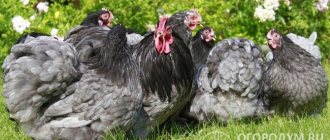 The spectacular appearance and endurance of Cochin chickens are highly valued by poultry farmers and breeders around the world.