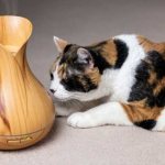 Essential oils for cats