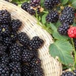Triple Crown blackberries: Triple Crown of Plenty