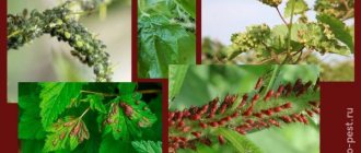 Факторы риска, связанные с заражением растений тлей