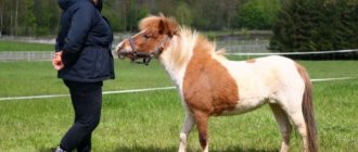 Falabella – a breed of mini-horses