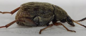 Bean weevil in the apartment: photo of the beetle, how to get rid of it
