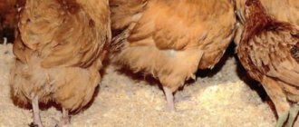 Fermentation litter for chickens - pros and cons, reviews.