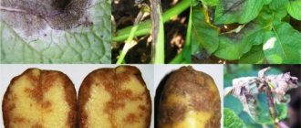 Фитофтора на картофеле