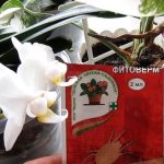 фитоверм для орхидей