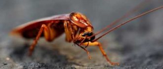 Photo of an American cockroach in an apartment: how to remove it, how it bites, can it fly?