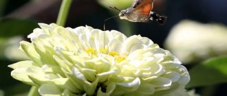 Фото: Бабочка бражник