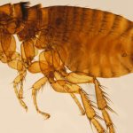 Close-up photo of a flea