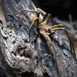Photo: Brazilian wandering spider
