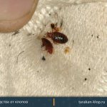 Photos of dead bedbugs